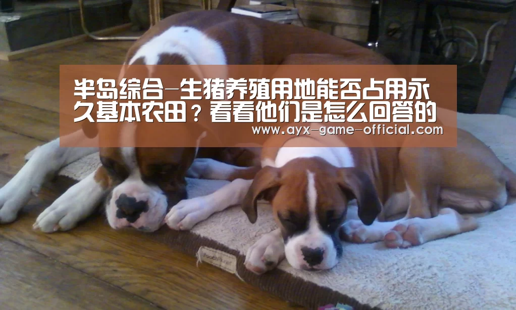 半岛综合